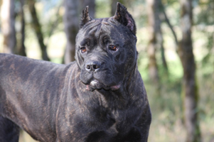 old world cane corso shade